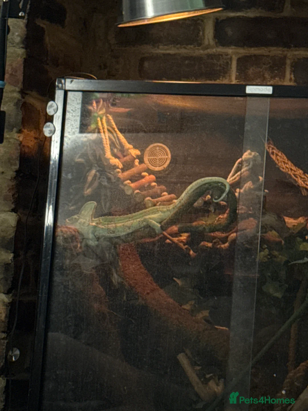 Chameleon reptiles for sale: Chameleon and set up for sale  - Advert 1