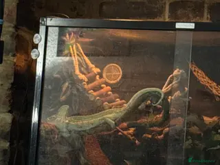 Chameleon reptiles Chameleon and set up for sale - Advert 3