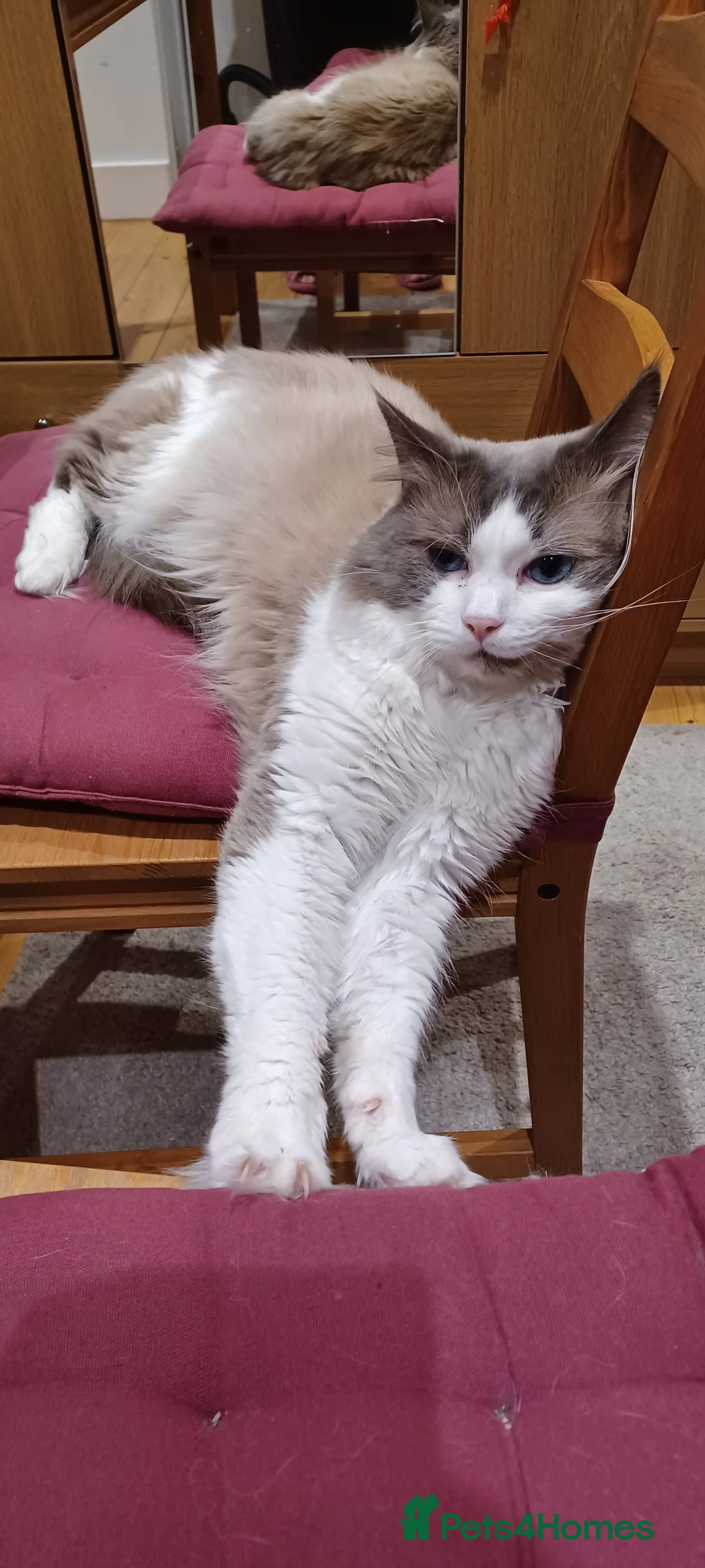 Ragdoll cats for sale: 2.5-year-old male Ragdoll  - Advert 1