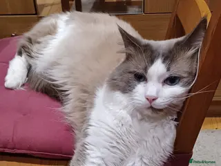 Ragdoll cats 2.5-year-old male Ragdoll - Advert 1