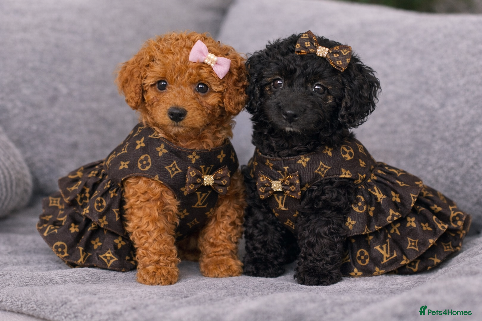 Doxiepoo dogs READY TO GO IN 4 DAYS!! Stunning F1b toy poodles  - Advert 7