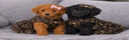 Doxiepoo dogs for sale: Two baby’s left🥹❤️Stunning F1b toy poodles!! - Advert 6