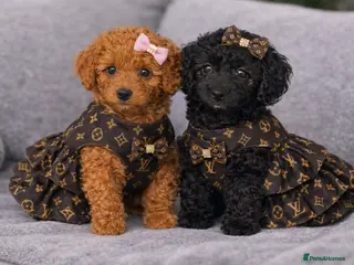 Doxiepoo dogs READY TO GO IN 4 DAYS!! Stunning F1b toy poodles - Advert 11