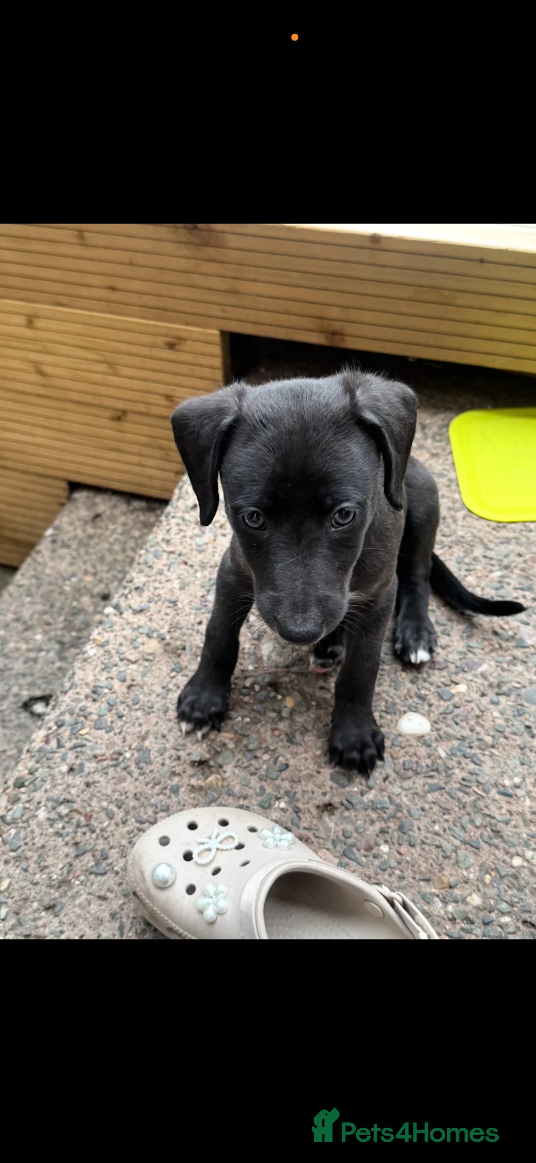 Mixed Breed dogs for sale: Bedlington whippet  - Advert 6