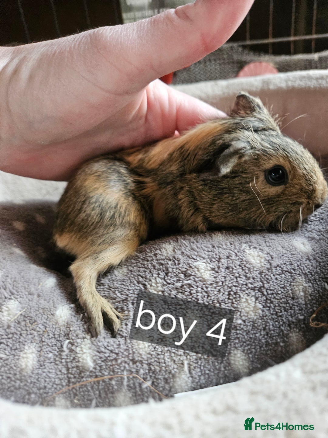 Guinea Pig rodents for sale: Baby boy guinea pigs ready now - Advert 1