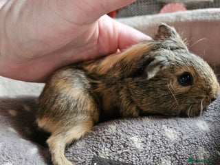 Guinea Pig rodents Baby boy guinea pigs ready now - Advert 15