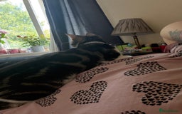 Domestic Shorthair cats for sale: Female 3years old - Image 3