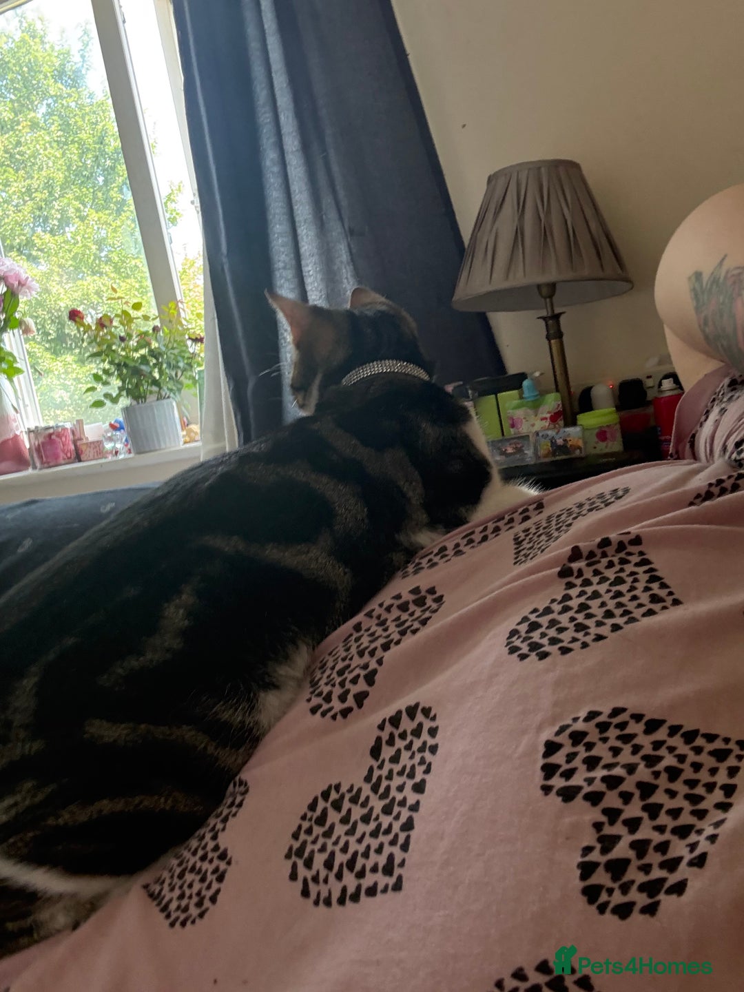 Domestic Shorthair cats for sale: Female 3years old - Image 3