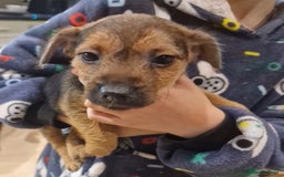 Mixed Breed dogs for sale: Beautiful Patterdale × Jack Chi Puppies - Image 13