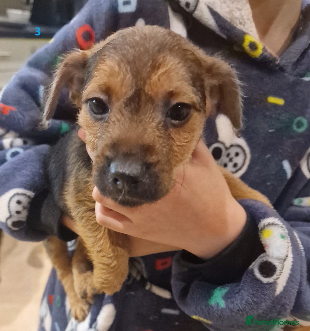 Mixed Breed dogs for sale: Beautiful Patterdale × Jack Chi Puppies - Image 13