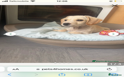 Mixed Breed dogs for sale: Milo spaniel cross jack russell pup - Image 4