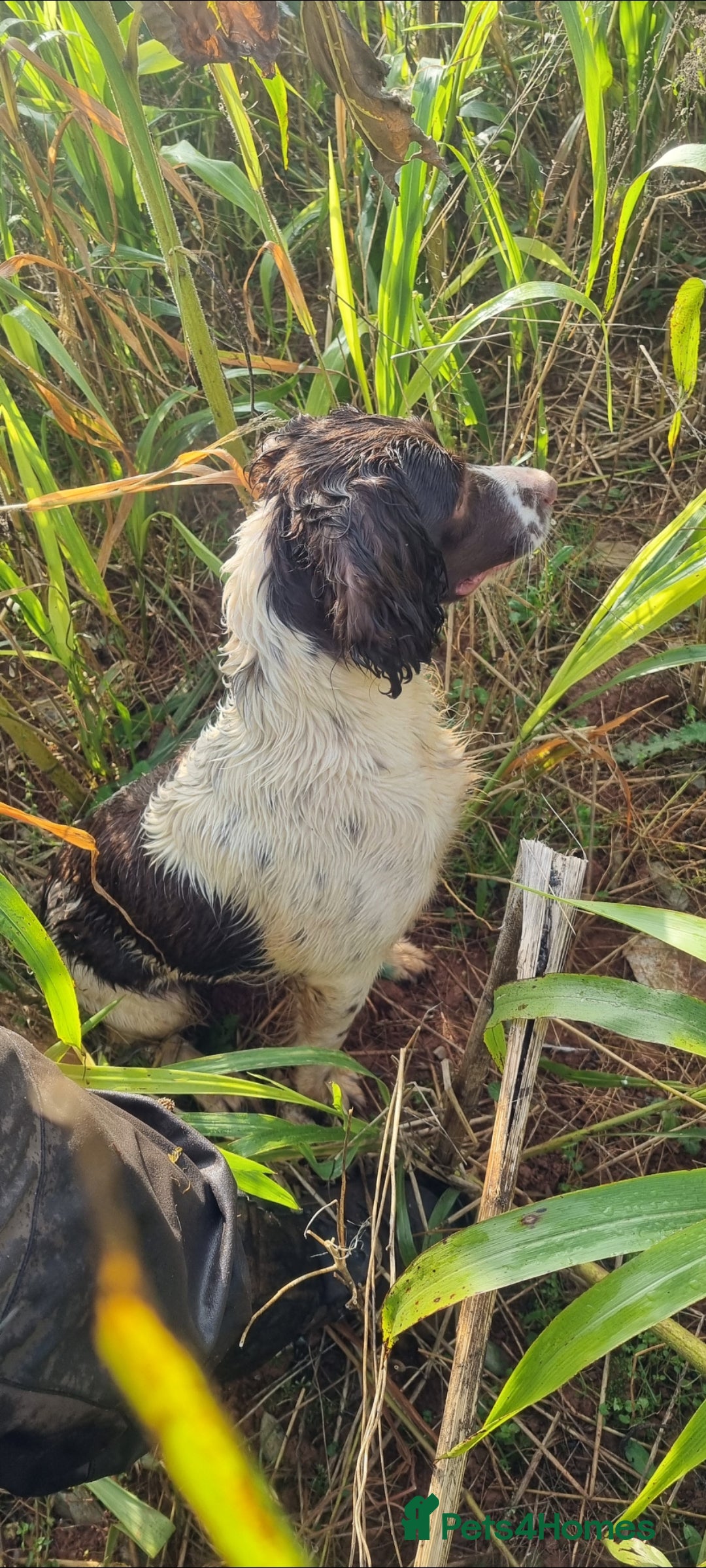 English Springer Spaniel dogs for sale: Kc registered traditional springer pups  - Image 5