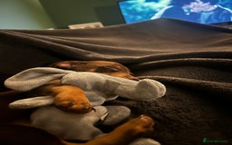 Mixed Breed dogs for sale: chiweenie pup for sale  - Advert 3