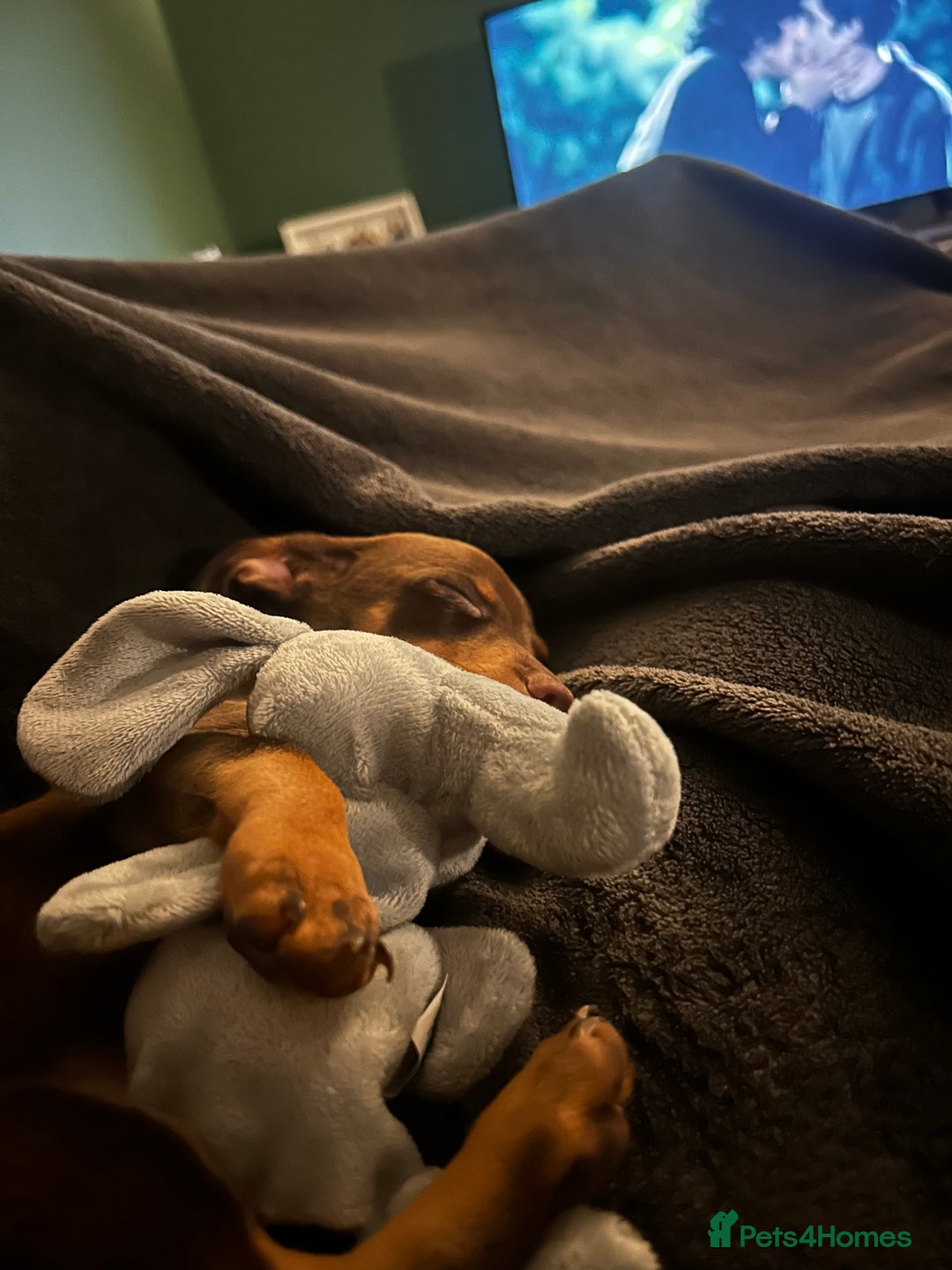 Mixed Breed dogs for sale: chiweenie pup for sale  - Advert 3