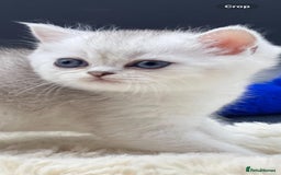 Scottish Fold cats for sale: Beautiful Blue-Eyes Scottish Girl Kittens - Image 6