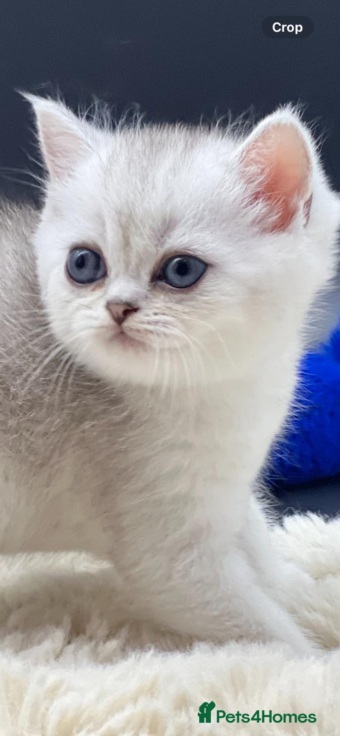 Scottish Fold cats for sale: Beautiful Blue-Eyes Scottish Girl Kittens - Image 6