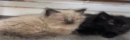British Shorthair cats for sale: Ashy brown Ragdoll kittens - Advert 5