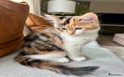 Mixed Breed cats for sale: Mainecoon mix kitten - Image 4