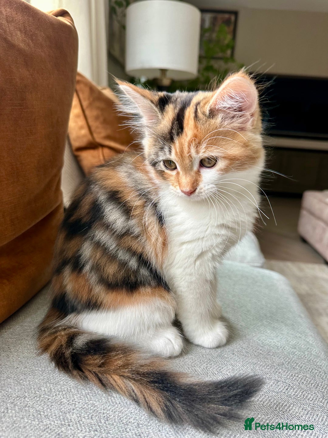 Mixed Breed cats for sale: Mainecoon mix kitten - Image 4