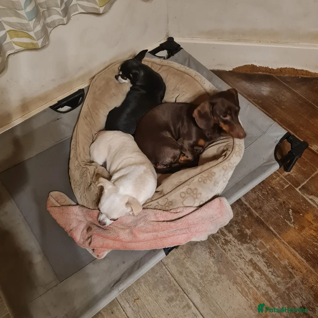 Chiweenie dogs for sale: Chiweenie puppies x5 - Advert 8