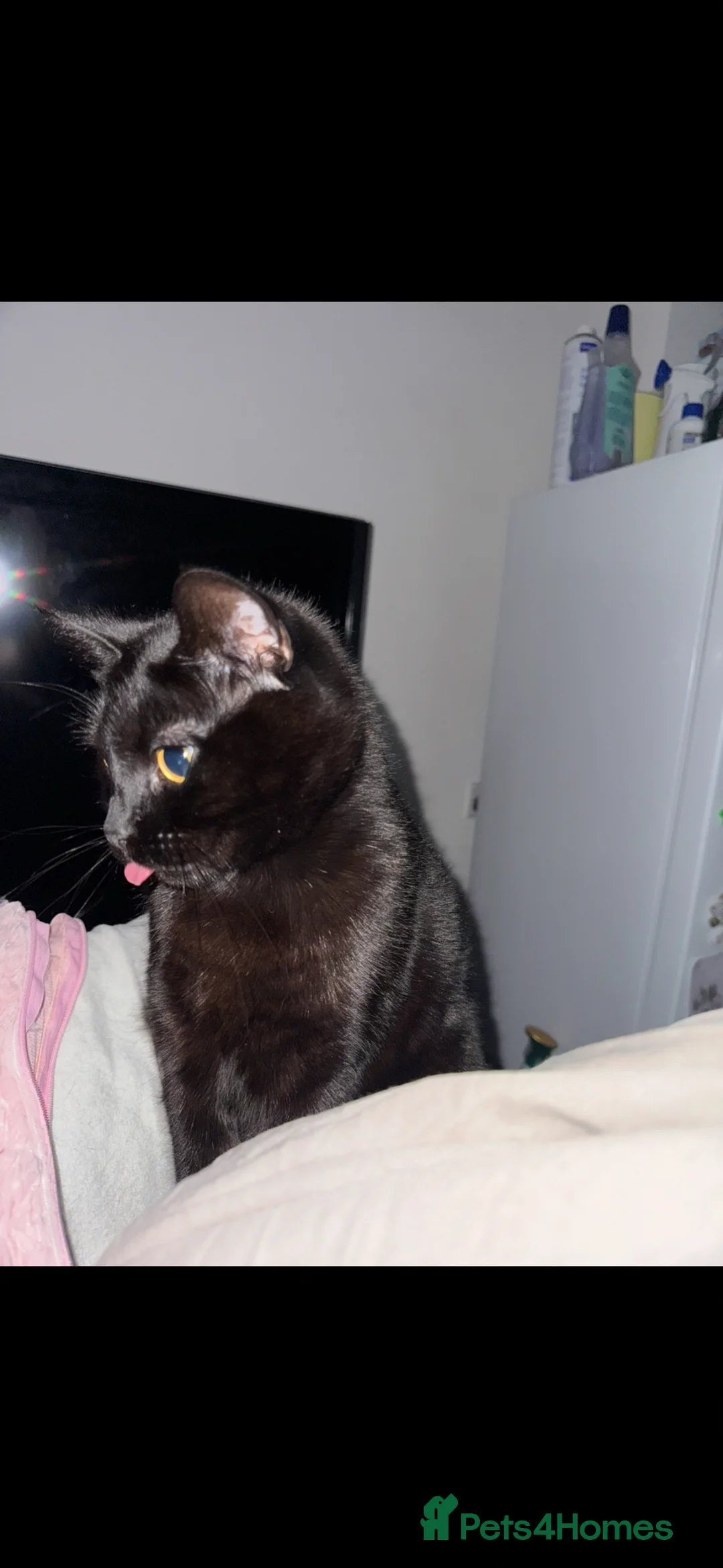 Mixed Breed cats for sale: Lovely Indoor Cats Looking for a New Home Together in Barnet - Advert 2