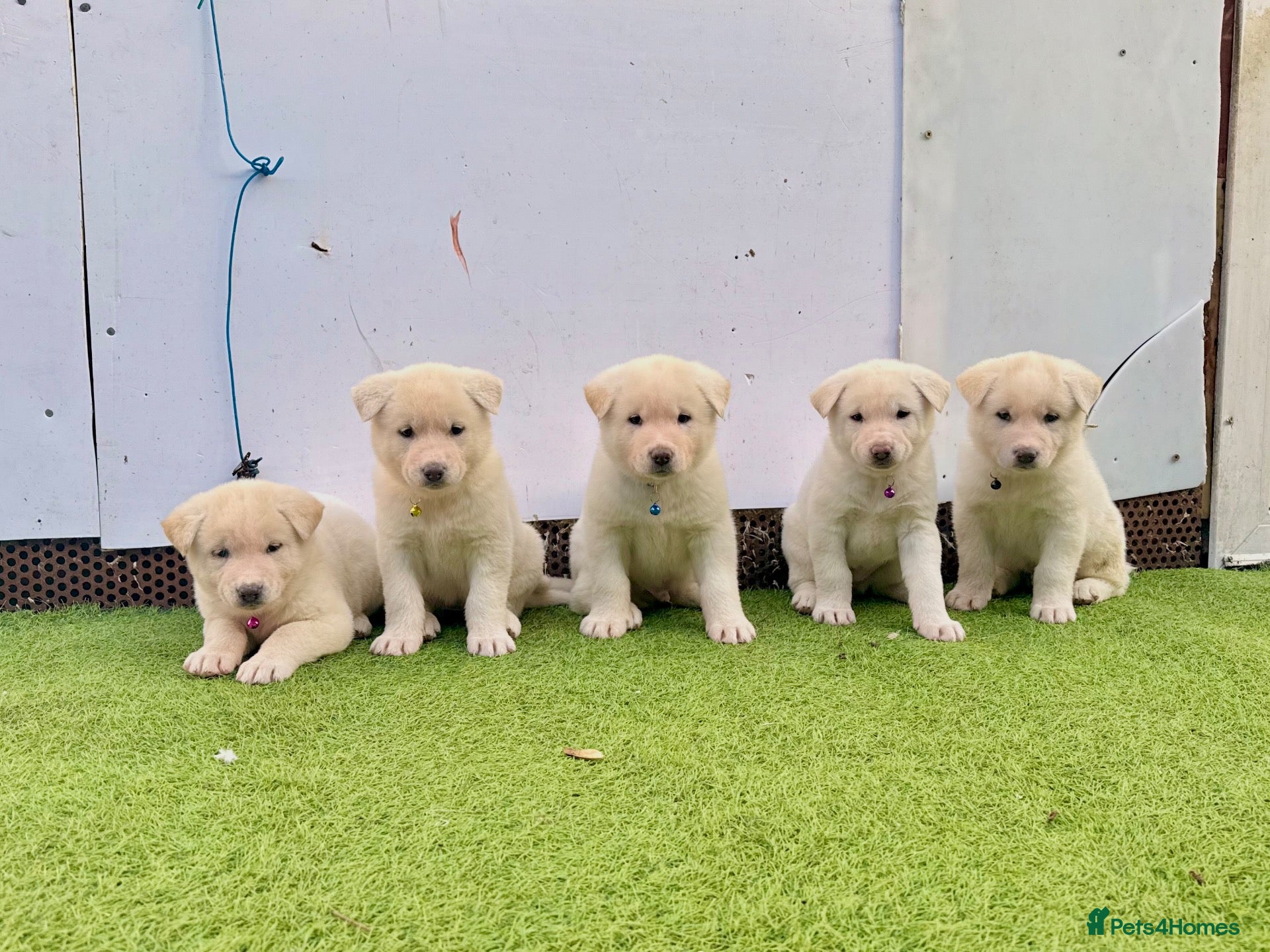 Akita dogs for sale: Akita puppy’s for sale - Advert 1