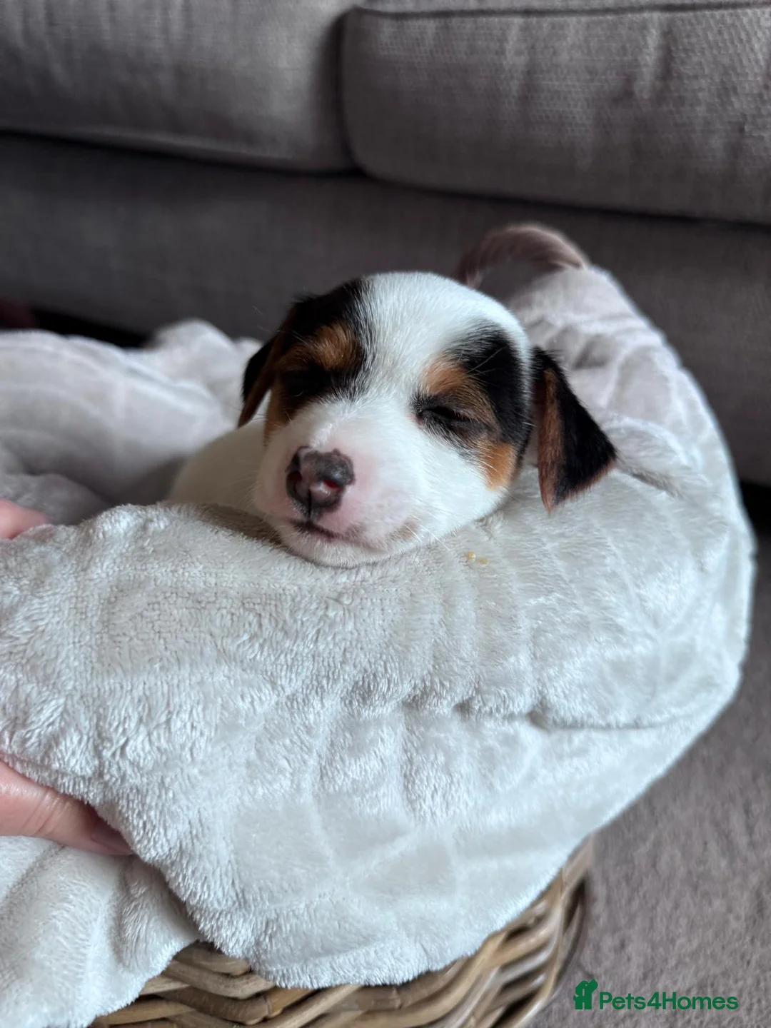 Jack Russell dogs for sale: Jack Russell Puppies in York - Advert 34