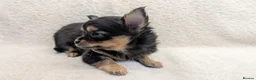 Chihuahua dogs for sale: KC Reg Long Coat Chihuahua Puppies, 1 Girl 1 Boy - Advert 4