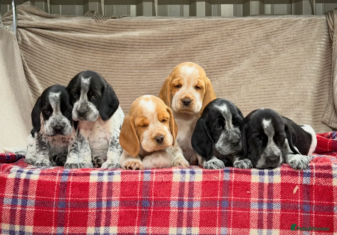 Bocker dogs for sale: STUNNING COCKER X BEAGLE PUPPIES  - Advert 5