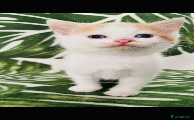 Mixed Breed cats - Advert 17