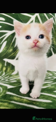 Mixed Breed cats - Advert 11