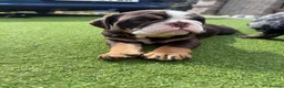 Olde English Bulldogge dogs for sale: STUNNING RARE OLD ENGLISH BULLDOG PUPS - Advert 10
