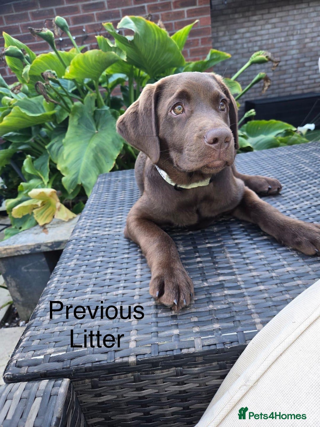 Labrador Retriever dogs for sale: Just a beautiful litter - Advert 12