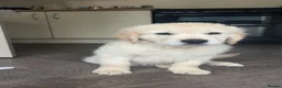 Golden Retriever dogs for sale: Golden retriever boy - Advert 5