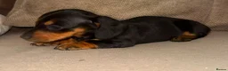 Dachshund dogs for sale: Stunning mini dachshund puppies! - Advert 15