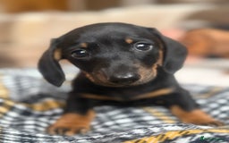 Miniature Dachshund dogs for sale: Two Adorable Girls Looking For Families  - Image 6