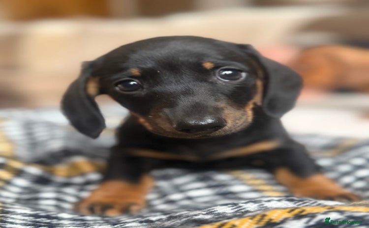 Miniature Dachshund dogs - Advert 5