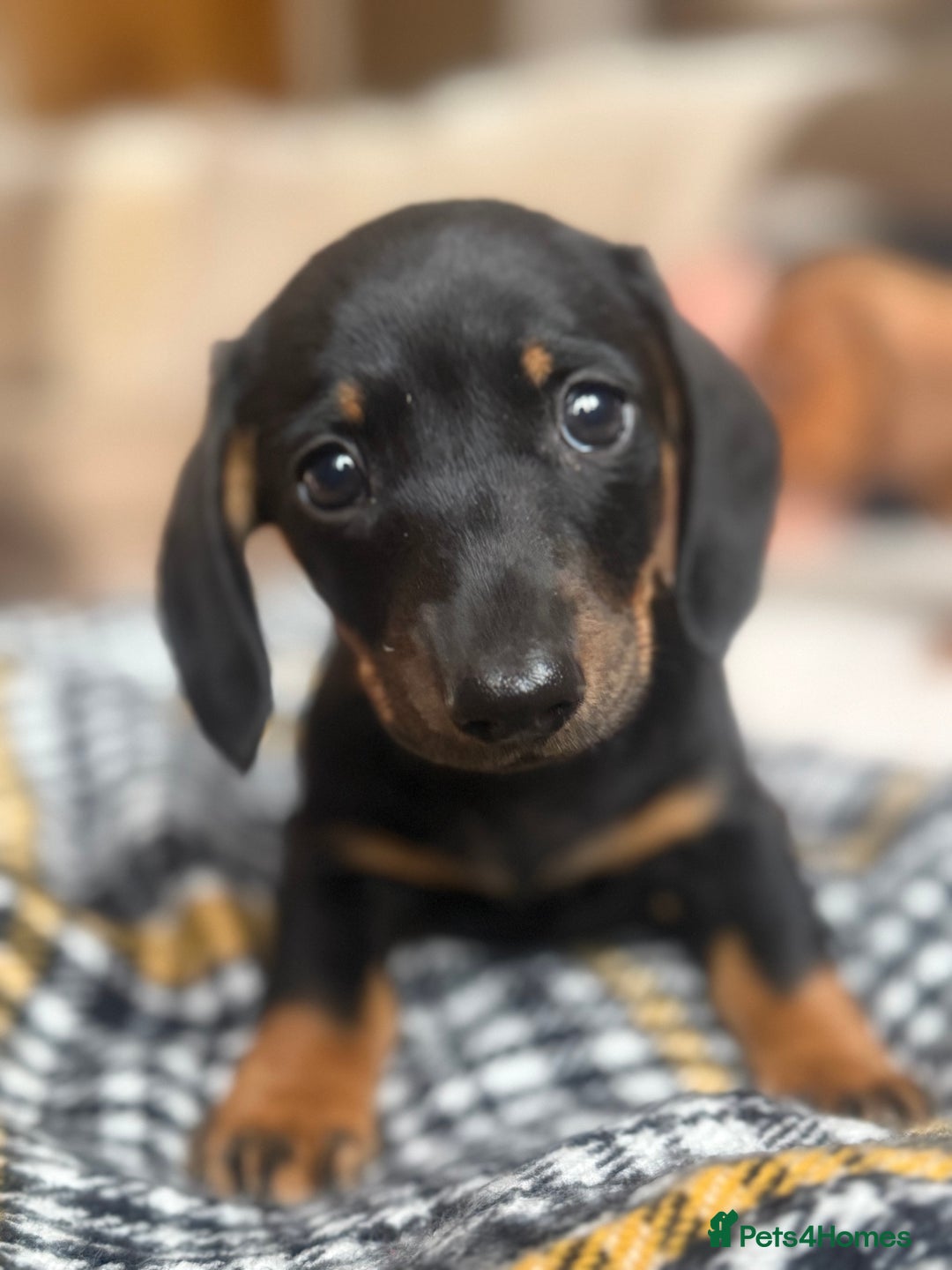Miniature Dachshund dogs for sale: Two Adorable Girls Looking For Families  - Image 6