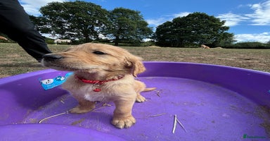 Golden Retriever dogs - Advert 8