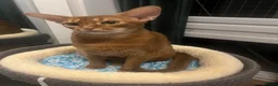 Abyssinian cats for sale: Gorgeous Abyssinian girl  - Advert 5