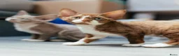 Devon Rex cats for sale: Adorable GCCF Registered Devon Rex Kittens - Advert 5