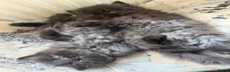 Persian cats for sale: Beautiful Persian Kittens – Ready To leave 🐾 - Advert 3