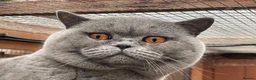 British Shorthair cats for sale: Adult British Blue's Available - Advert 4