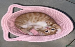 Mixed Breed cats for sale: ADOPT NOW! SWEET BLACK TUXEDO MALE TABBY LEFT - Image 5