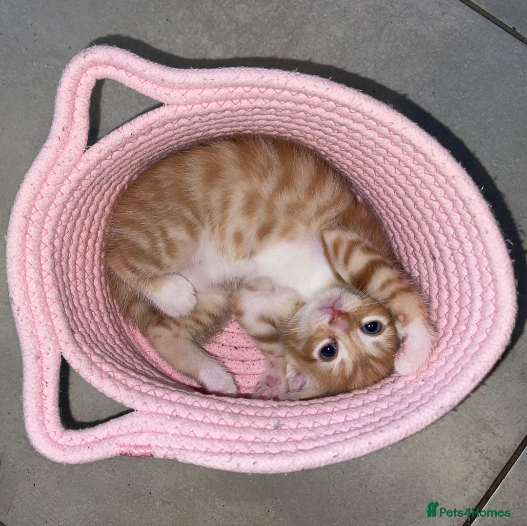 Mixed Breed cats for sale: ADOPT NOW! SWEET BLACK TUXEDO MALE TABBY LEFT - Image 5