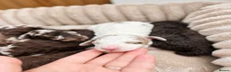 Mixed Breed dogs for sale: Luxury Miniature Poodle Puppies Licensed Breeder  - Advert 7