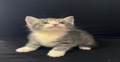 Mixed Breed cats - Advert 5