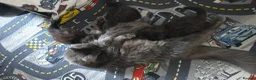 Maine Coon cats for sale: ✨ Stunning Maine Coon Babies ✨ - Advert 7