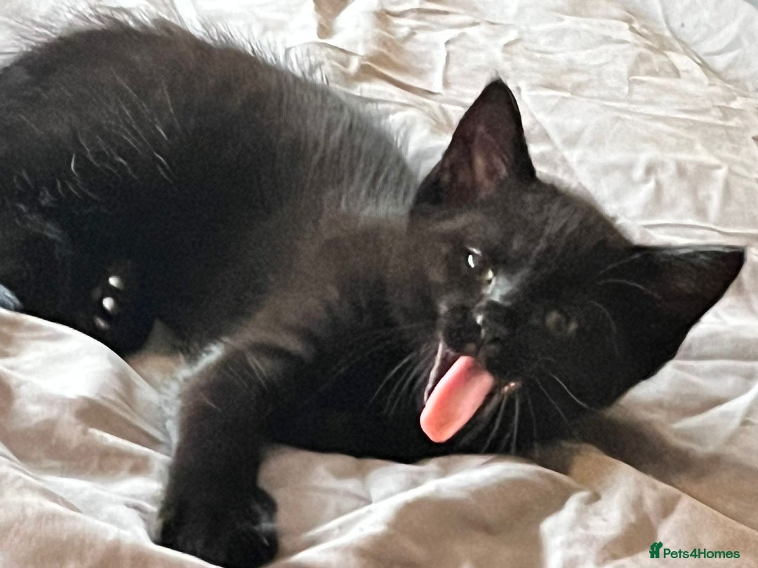 Mixed Breed cats for sale: Kittens for Sale - Advert 12