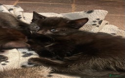 Mixed Breed cats for sale: Russian blue cross black and tabby kittens  - Advert 4